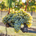 Cabernet Blanc PIWI odrůda