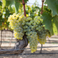 Sauvignon