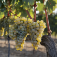 Chardonnay